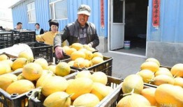 网红吃瓜现场,揭秘娱乐圈幕后真相