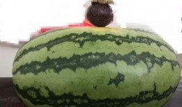 大家都在吃的瓜,揭秘那些让人欲罢不能的“瓜”界风云