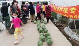 吃瓜群众夏天的脚步,跟随夏的脚步，畅享清凉美食盛宴