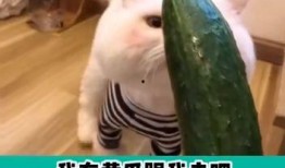 吃瓜别人的感情,揭秘他人情感纠葛背后的故事