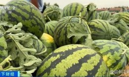 全许昌吃瓜哥,揭秘当地美食背后的故事