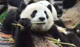 熊猫吃瓜素材视频,萌态百出，趣味横生的自然瞬间