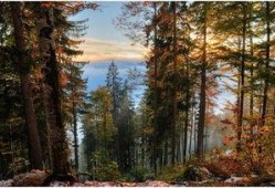 吃瓜视频森林,网络世界的绿色乐园