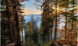 吃瓜视频森林,网络世界的绿色乐园