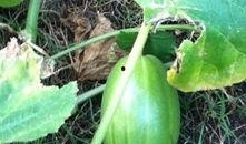 恶性许昌d吃瓜,吃瓜群众视角下的真相追踪