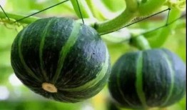 贝贝篮瓜怎么吃,轻松解锁美味新体验