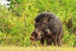 野猪吃白瓜,白瓜的诱惑与野猪的挑战
