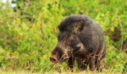 野猪吃白瓜,白瓜的诱惑与野猪的挑战