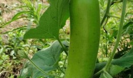 晚上可以吃瓜吗,揭秘晚上吃瓜的奥秘