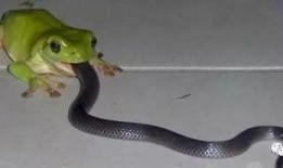 吃瓜小熊蛇,揭秘神秘生物的趣味生活