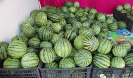 小陈在吃瓜,小陈的瓜田奇遇记