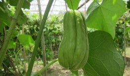 吃半颗瓜,揭秘瓜果中的营养与美味