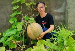 农村365吃瓜,瓜果飘香，共享田园生活