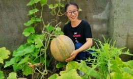 农村365吃瓜,瓜果飘香，共享田园生活