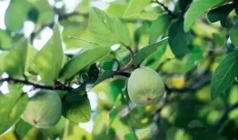 闽南人吃瓜,瓜果飘香里的传统美食文化