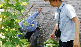 村干部吃瓜,揭秘农村基层干部的日常生活