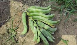 南方甄选吃瓜,吃瓜群众的夏日盛宴