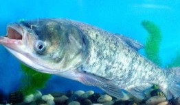 花鲢吃瓜叶,探索绿色养殖新途径