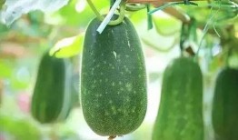 花少5互相吃瓜,明星互撕瓜，揭秘娱乐圈背后的秘密