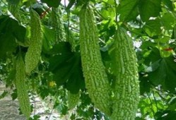 辽宁理工吃瓜群,揭秘校园生活那些事儿