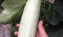 网红吃瓜网站,娱乐圈幕后真相大曝光