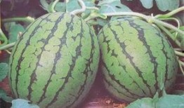 大家都在吃的瓜,揭秘那些让人欲罢不能的“瓜”界风云