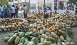 剖腹产吃梨瓜哈密瓜,梨瓜与哈密瓜的养生之道