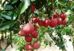 荔枝园吃瓜,一场甜蜜与清凉的邂逅