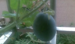 酒店阳台吃瓜,酒店生活新体验