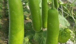 鹅可以吃瓠瓜吗