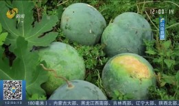 河北吃瓜事件后续,真相发酵，后续影响持续发酵