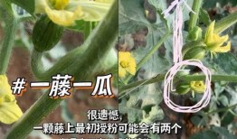 龙纹瓜一藤一瓜怎么吃,龙纹瓜一藤一瓜的独特食法揭秘