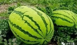 石头瓜怎么吃最甜,石头瓜的最佳食用方法