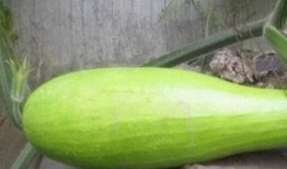 砍瓜花怎么吃,创意烹饪新体验