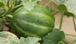 巴盟吃瓜视频大全,揭秘当地特色美食与趣味生活瞬间