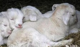 小羊崽吃瓜,小羊崽的夏日瓜趣之旅