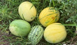 吃太空瓜的视频,太空种植技术新突破