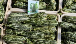 小说看瓜吃瓜,揭秘幕后真相，揭开人性善恶面纱