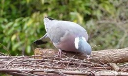熊猫吃瓜素材视频,萌态百出，趣味横生的自然瞬间