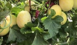 界首锦华吃瓜,吃瓜群众的欢乐盛宴