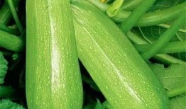 桂东吃瓜,揭秘当地特色美食背后的故事