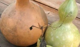 贫血可以吃葫芦瓜嘛,贫血患者的天然补益佳品