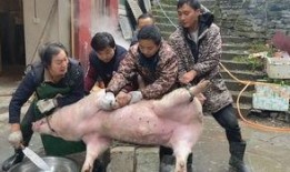 云南猪儿吃瓜,探寻地方特色美食文化