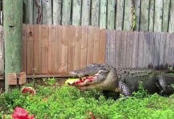 吃瓜功力深厚,揭秘吃瓜功力深厚者的独门秘籍