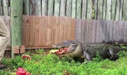 吃瓜功力深厚,揭秘吃瓜功力深厚者的独门秘籍