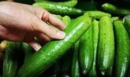 吃瓜菜是什么,网络流行语的趣味解读