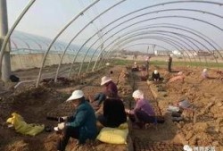 界首锦华吃瓜,吃瓜群众的欢乐盛宴