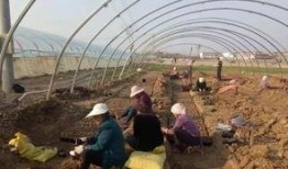 界首锦华吃瓜,吃瓜群众的欢乐盛宴