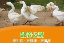 毒舌吃瓜鹅,揭秘娱乐圈背后的真相与笑料