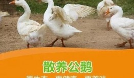 毒舌吃瓜鹅,揭秘娱乐圈背后的真相与笑料